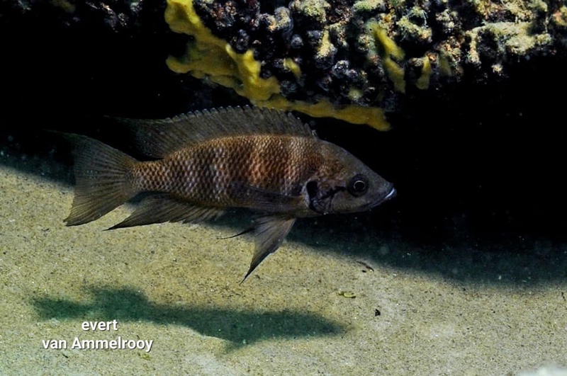 Neolamprologus savoryi 'Isanga Bay'
